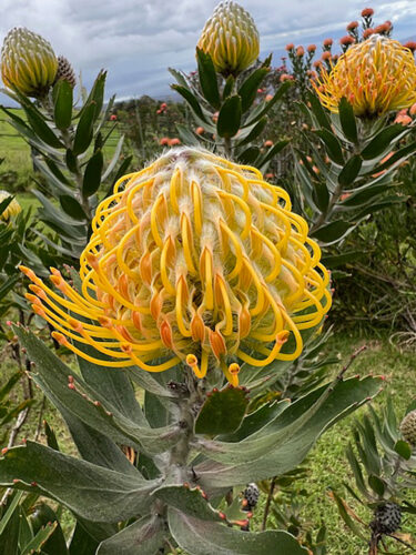 Send your best photos from Maui County to mauiphotos@mauinews.com for a chance to see them featured on our website and in our weekly print edition.